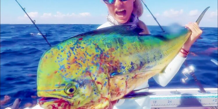Searching for DINNER FISH on our Offshore Boat!