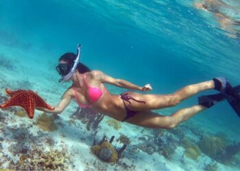 Shallow water Turtles & Starfish in the BAHAMAS