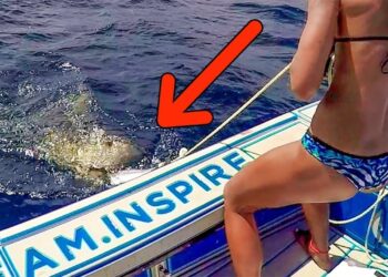 Shark Attack! Teasing Man Eating Sharks with Giant Baits!
