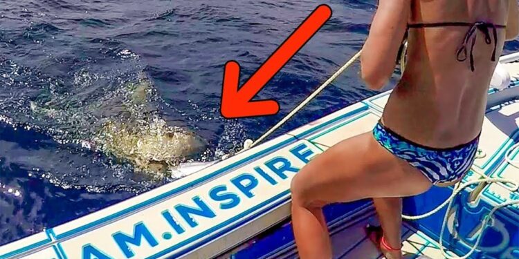Shark Attack! Teasing Man Eating Sharks with Giant Baits!