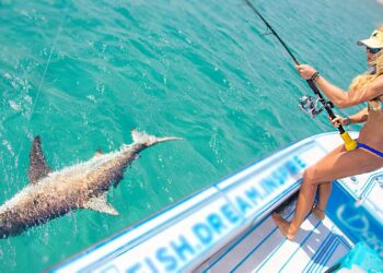 Sight Casting BIG BAIT to Blacktip Sharks in Crystal Clear Water