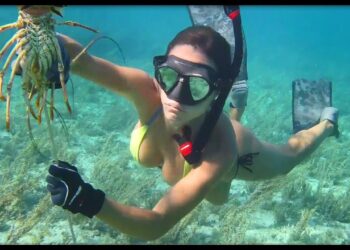 Spearfishing & lobstering in Grand Bahama!