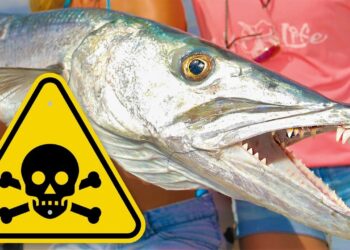 TOXIC Florida Barracuda Catch & Cook! WARNING: Possible Food Poisoning