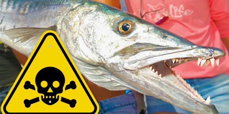 TOXIC Florida Barracuda Catch & Cook! WARNING: Possible Food Poisoning
