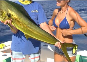 TUNA & DOLPHIN Fishing in Grand Cayman Pt 2