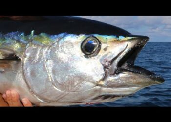 TUNA fishing in the FLORIDA KEYS!