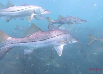 Tarpon and Snook INFESTED WATERS!