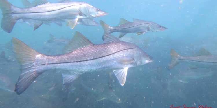Tarpon and Snook INFESTED WATERS!