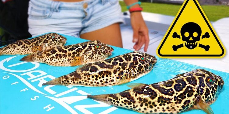 This Fish Can KILL You! Catch Clean Cook- POISONOUS Checkered Puffer Fish!