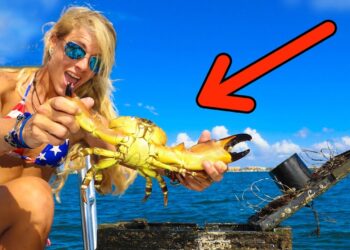 This little baby didn’t make it. Catch & Cook Florida Stone Crabs!