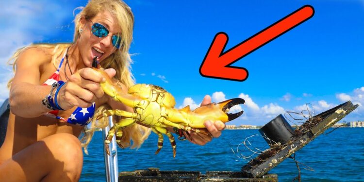 This little baby didn’t make it. Catch & Cook Florida Stone Crabs!