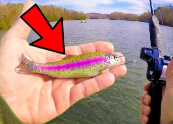 Using RAINBOW TROUT as bait! Lake Lanier, Georgia