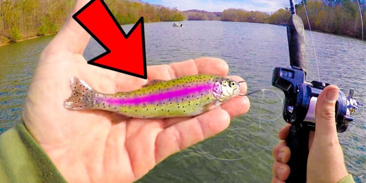 Using RAINBOW TROUT as bait! Lake Lanier, Georgia