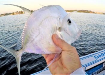 WEIRD Fish Caught Unexpectedly in Florida