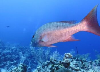 WRECK DIVES in the Cayman Islands