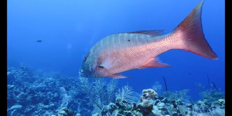 WRECK DIVES in the Cayman Islands