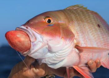Why is This Fish THROWING UP It’s STOMACH? Florida Deep Sea Fishing
