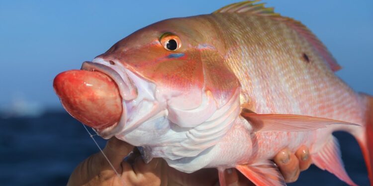 Why is This Fish THROWING UP It’s STOMACH? Florida Deep Sea Fishing