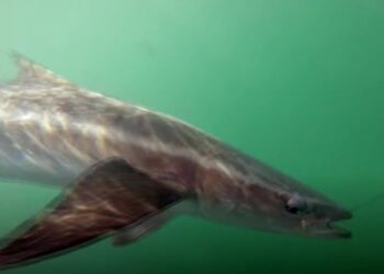 Best Cobia fishing in the Florida Keys part 2