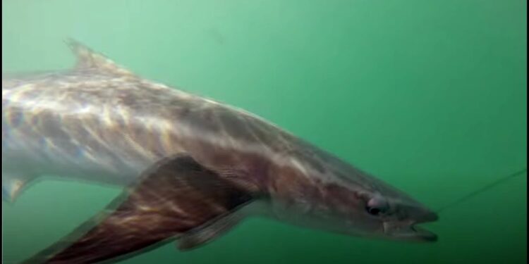 Best Cobia fishing in the Florida Keys part 2