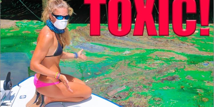 Did Florida GREEN ALGAE Destroy Fishing?
