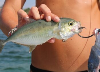 Florida Inshore Fishing: Catching Bait to Landing Snook, Jacks & False Albacore