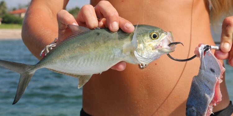 Florida Inshore Fishing: Catching Bait to Landing Snook, Jacks & False Albacore