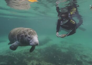 Swimming with manatees in Florida