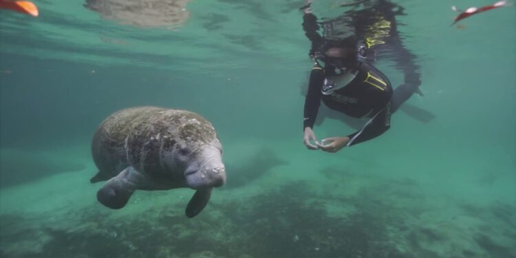 Swimming with manatees in Florida