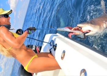 Teasing MAN-EATING Sharks with GIANT BAITS? Don’t Try This At Home!