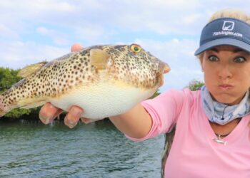 This Fish Can KILL YOU…Catch Clean Cook- Checkered Puffer Fish