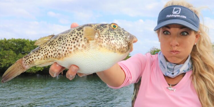 This Fish Can KILL YOU…Catch Clean Cook- Checkered Puffer Fish