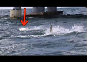 Fishing Florida Keys Bridge for Tarpon ft. Hammerhead Shark Attack!