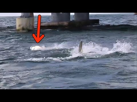 shark bridge accident