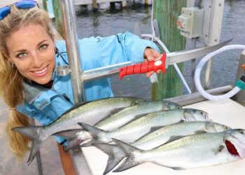 Florida Inshore Fishing CATCH, CLEAN & COOK Bluefish!