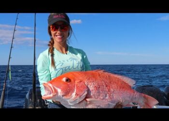 RED SNAPPER in Sarasota