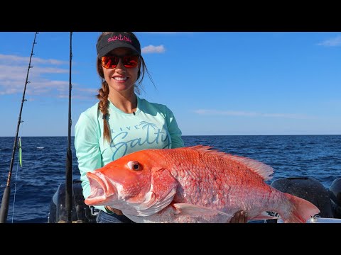 RED SNAPPER in Sarasota