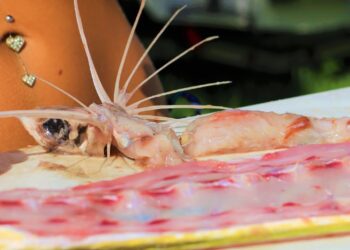 See WHAT I FOUND in the Belly! How To Fillet a Mahi Mahi