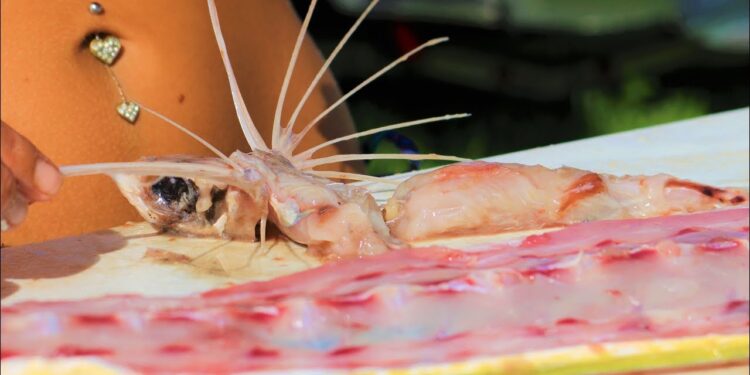 See WHAT I FOUND in the Belly! How To Fillet a Mahi Mahi