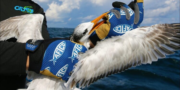 This THIEF Stole My Bait & GOT HOOKED! Deep Sea Multi-Species Fishing!