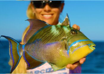 UNLOCKING SECRETS of the Most Beautiful Fish in the Sea