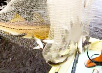 ACCIDENTAL CATCH! Caught a Big Snook in My Cast Net!