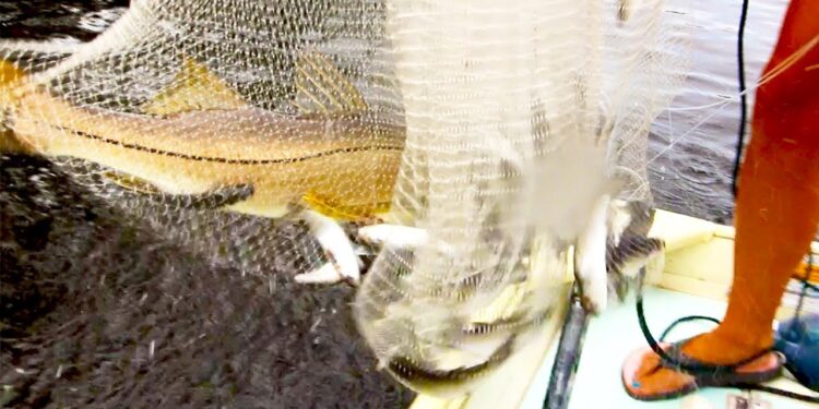 ACCIDENTAL CATCH! Caught a Big Snook in My Cast Net!