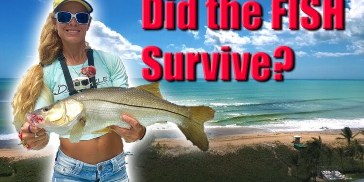Inshore Fishing Post Hurricane Irma Update! DID THE FISH SURVIVE?