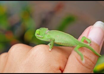 Baby CHAMELEONS Hatching!! AMAZING ! 4K