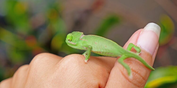Baby CHAMELEONS Hatching!!  AMAZING ! 4K