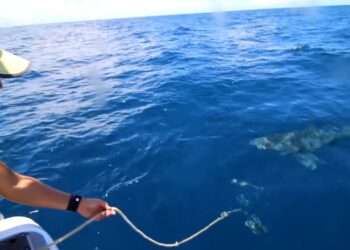 Big SHARKS RUIN fishing trip!
