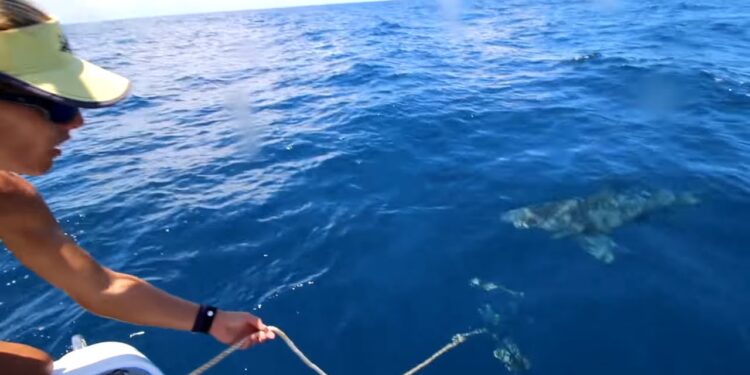 Big SHARKS RUIN fishing trip!
