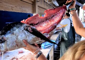 How to Fillet a Yellowfin Tuna & see what I found in the belly!