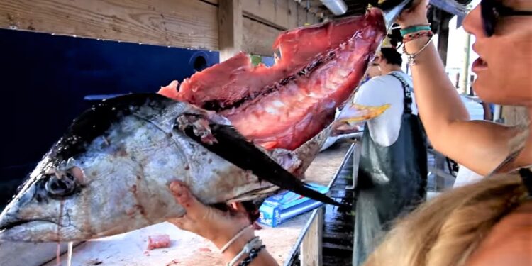 How to Fillet a Yellowfin Tuna & see what I found in the belly!